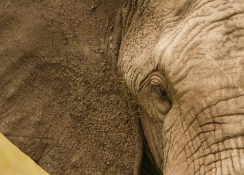 Safari Big Five
