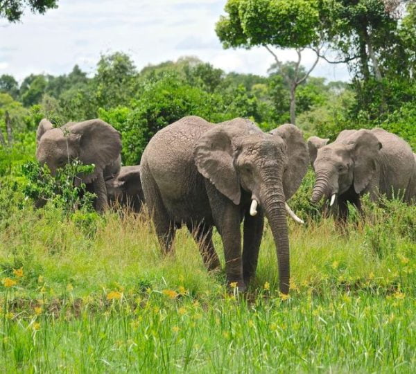 Safari Kenia Elefant