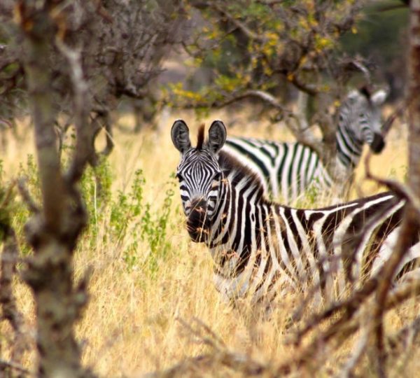 Safari Tansania Zebra