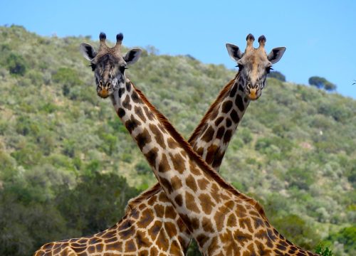 Safari combinato Kenya Tanzania