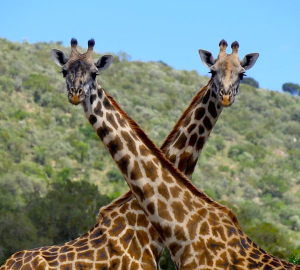 Safari combinato Kenya Tanzania