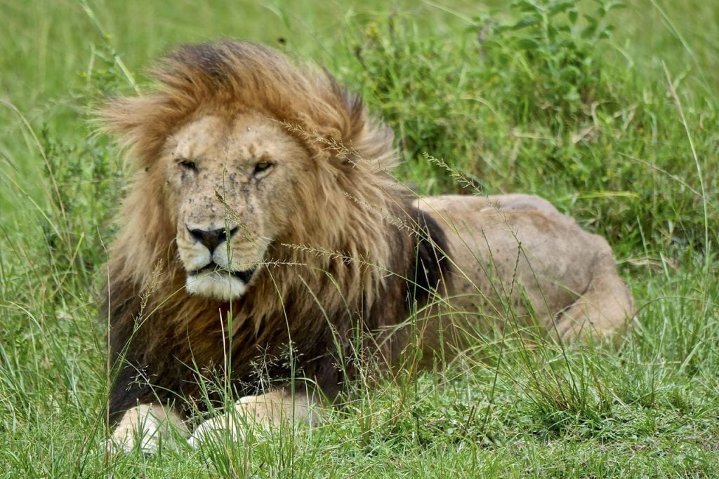 leone masai mara