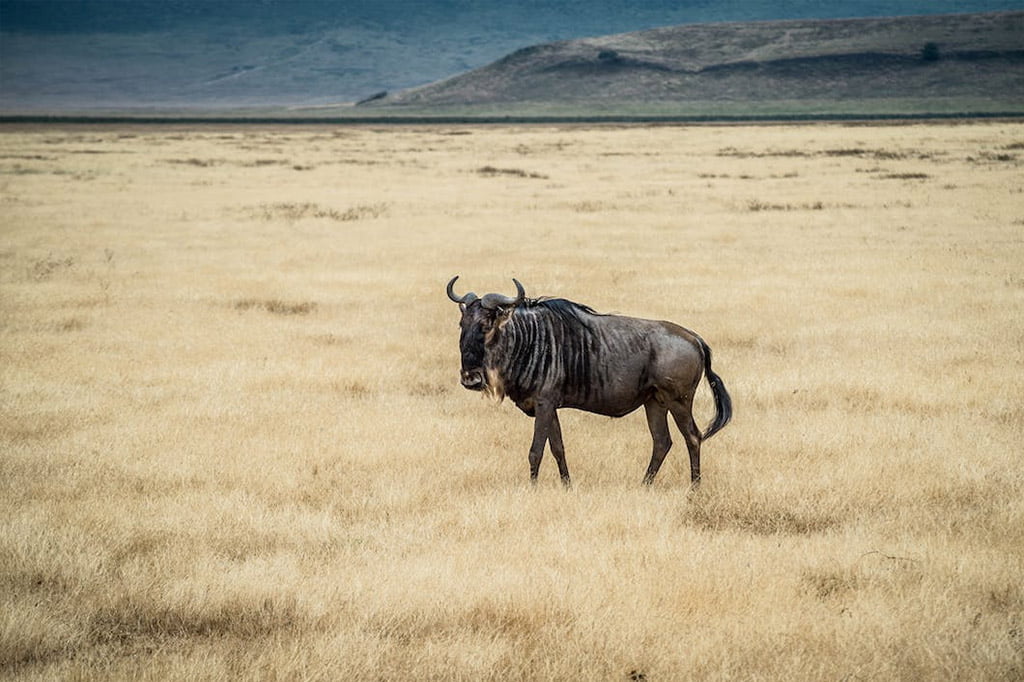 Safari Cratere Ngorongoro
