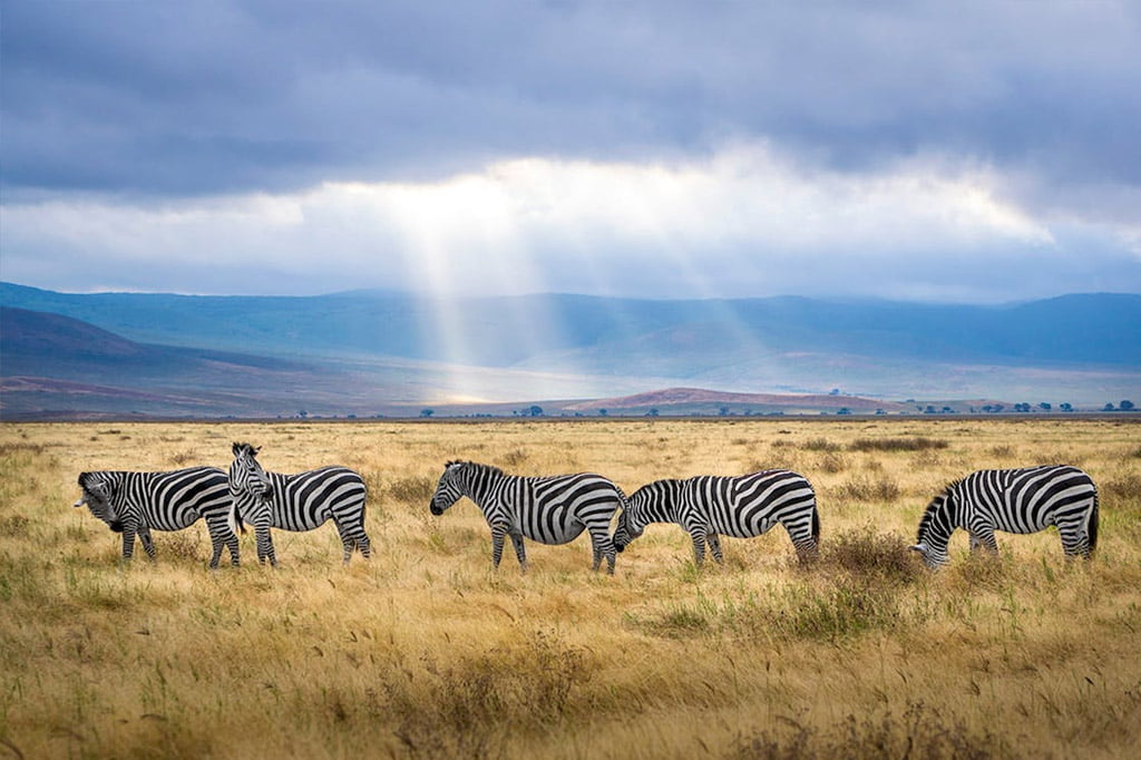 Safari Cratere Ngorongoro