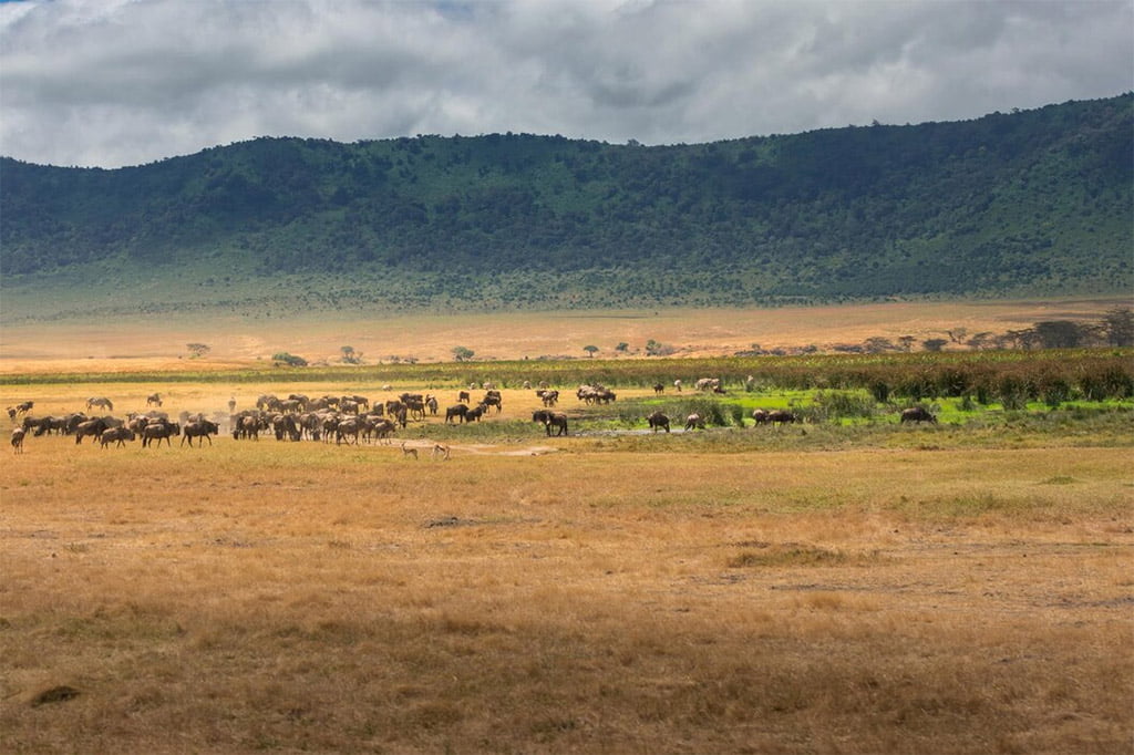 Safari Cratere Ngorongoro