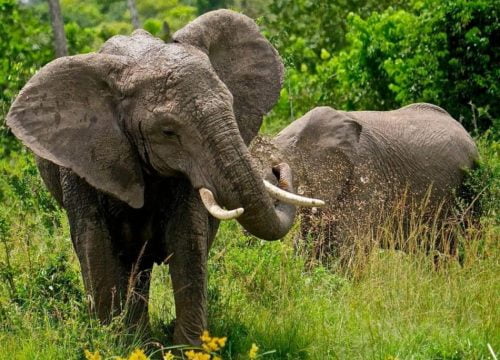 Dove andare per vedere i Big Five?