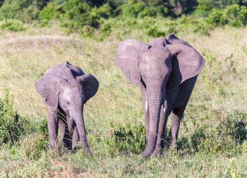 Safari Elephant