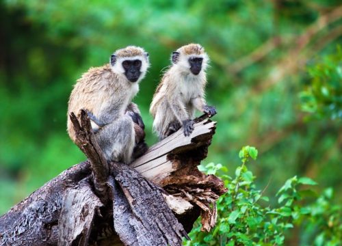 Singe vervet