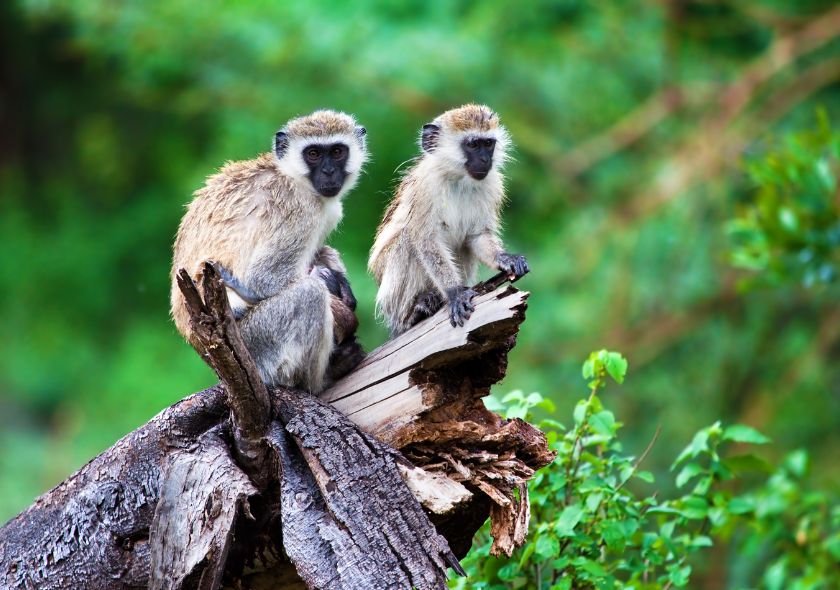scimmie vervet