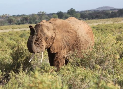 Elefante