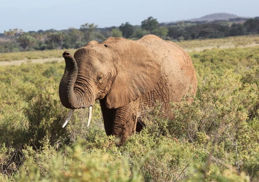 Elefante Samburu