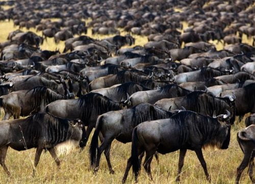 Quando vedere il maggior numero di animali in Kenya?
