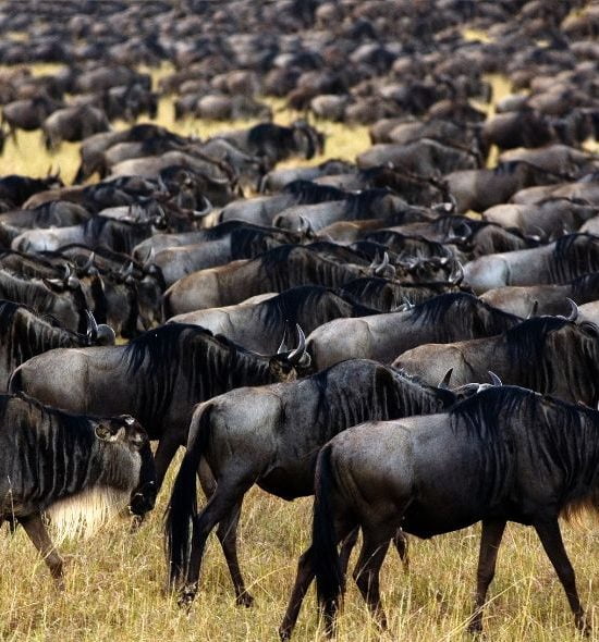 Migration buffle