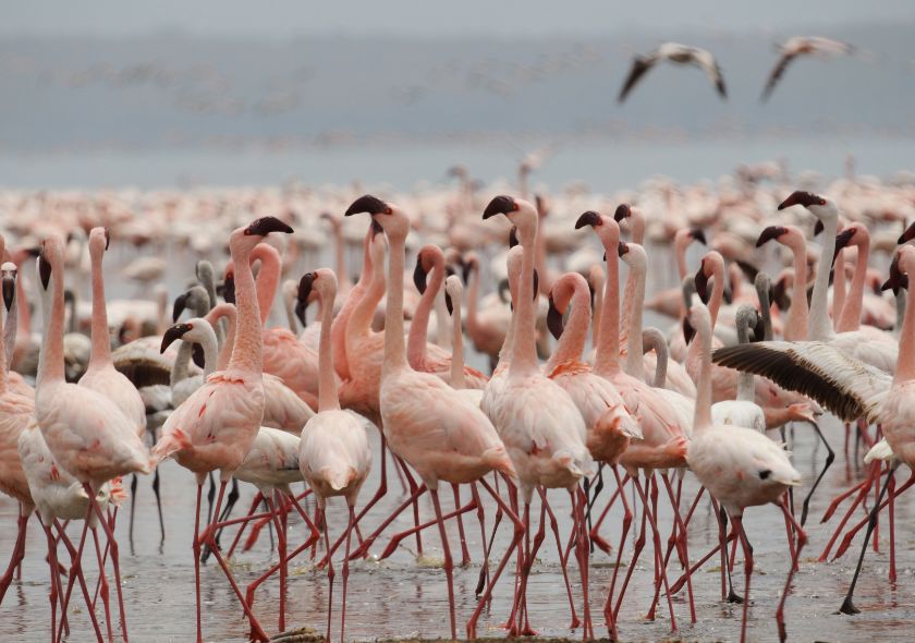 Lago Nakuru Fenicotteri rosa