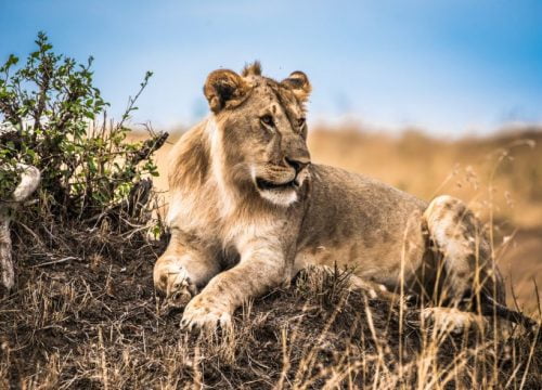 Lion