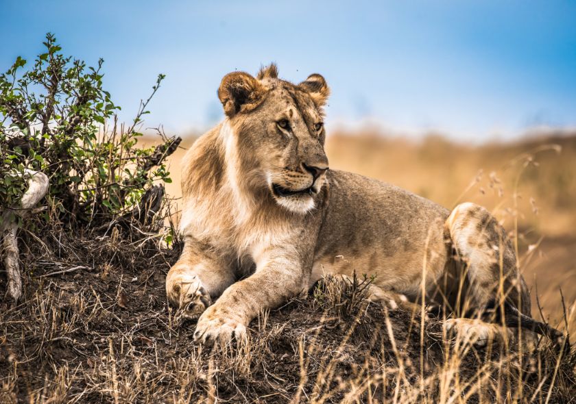 Riserva di Shaba Leone