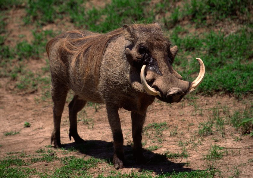 Safari Buffalo Springs
