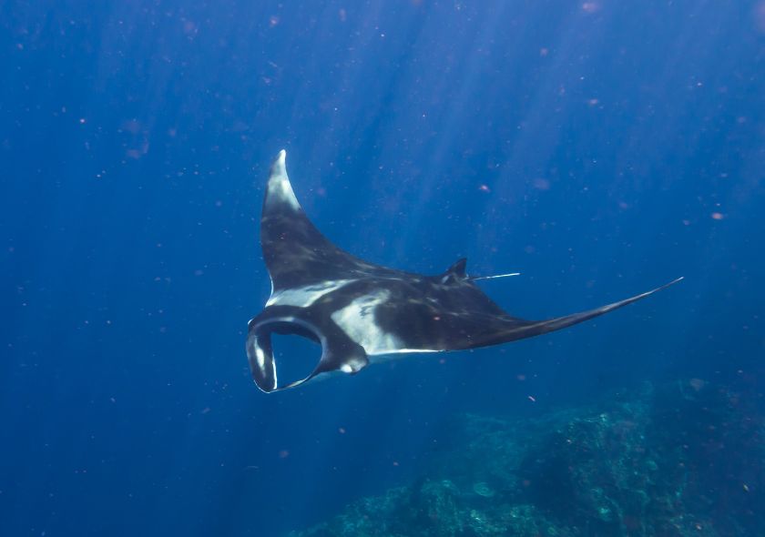 Razza Manta