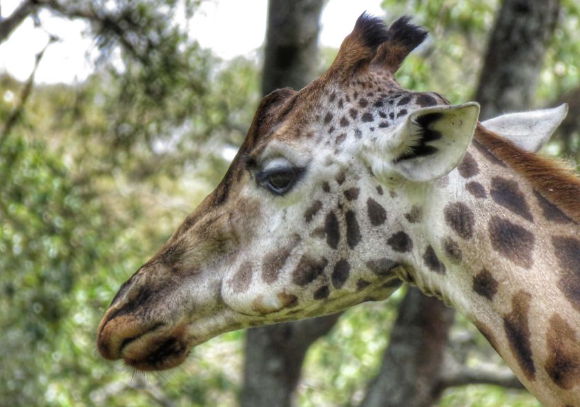 Giraffa Samburu