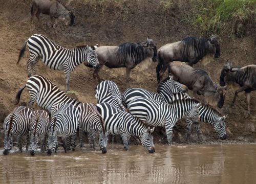 Quali animali compiono in gran numero la loro migrazione nel Masai Mara?