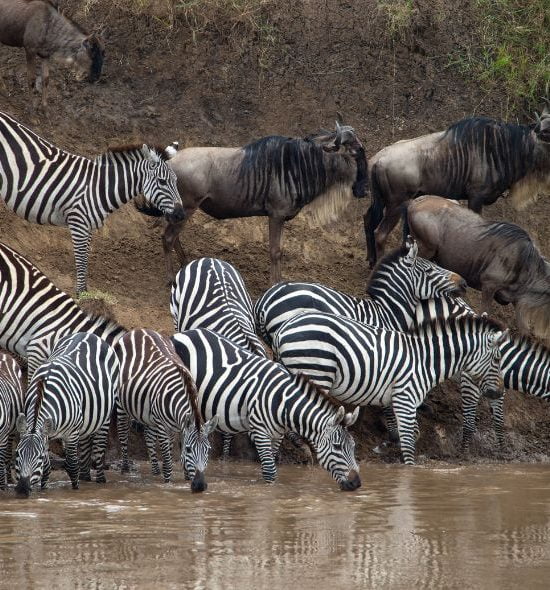 Migrazione delle zebre