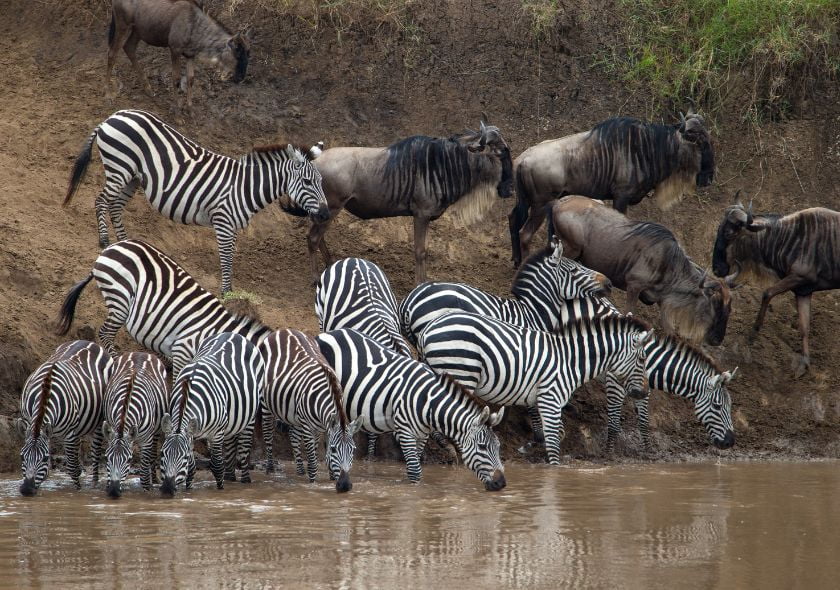 Zebragruppe