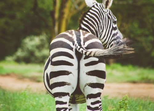 Zebra