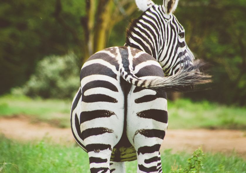 Lago Nakuru Zebra