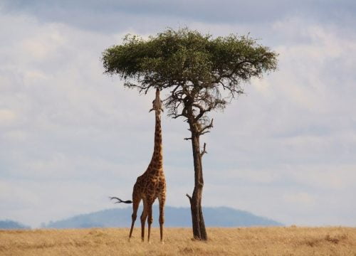 Girafe