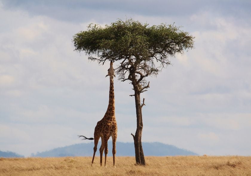 Riserva di Shaba Giraffa