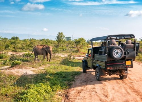 Safari