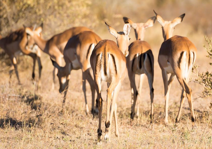 Impala Parco di Amboseli