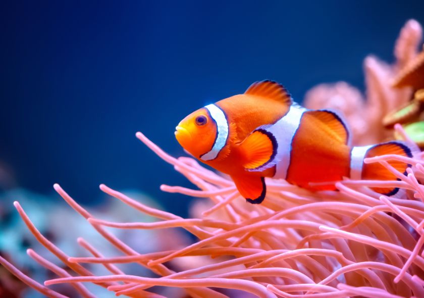 Pesce Pagliaccio