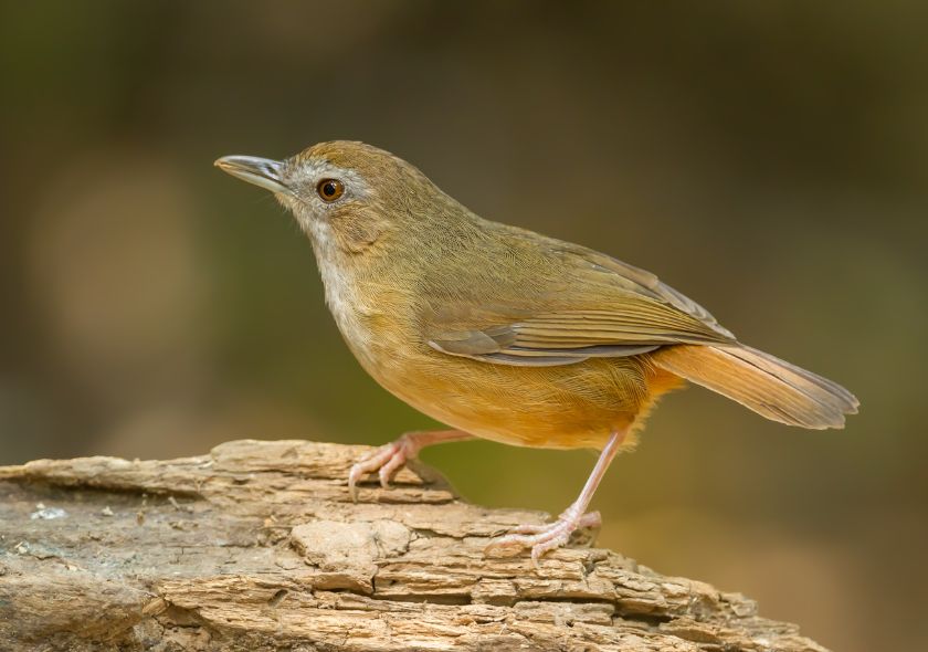 Abbott Karura