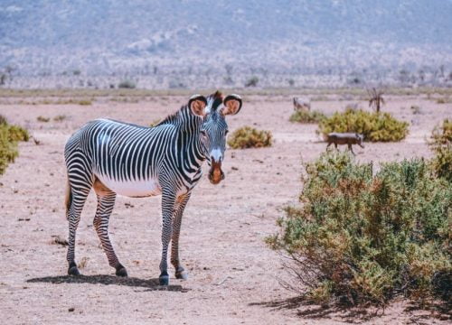 Zebra