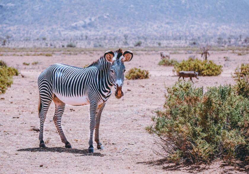 Zebra Samburu
