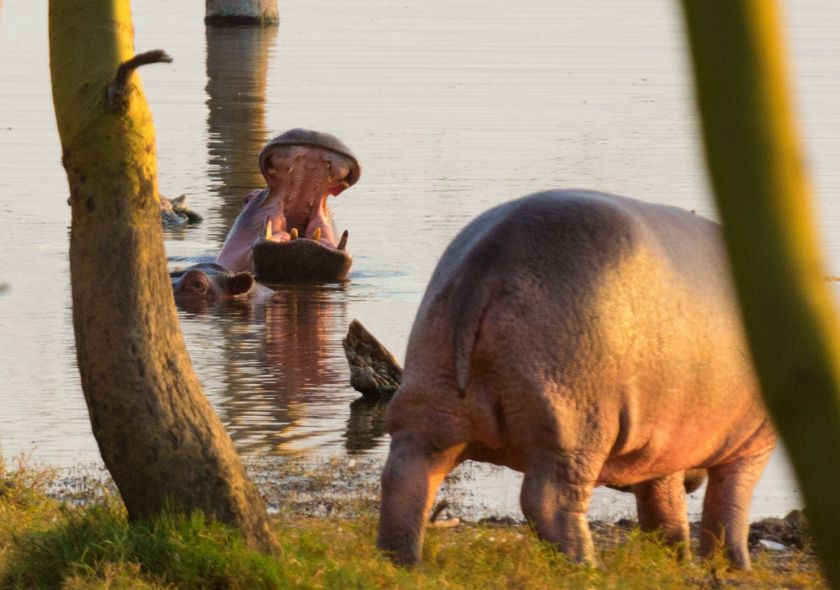 Lago Nakuru Ippopotamo