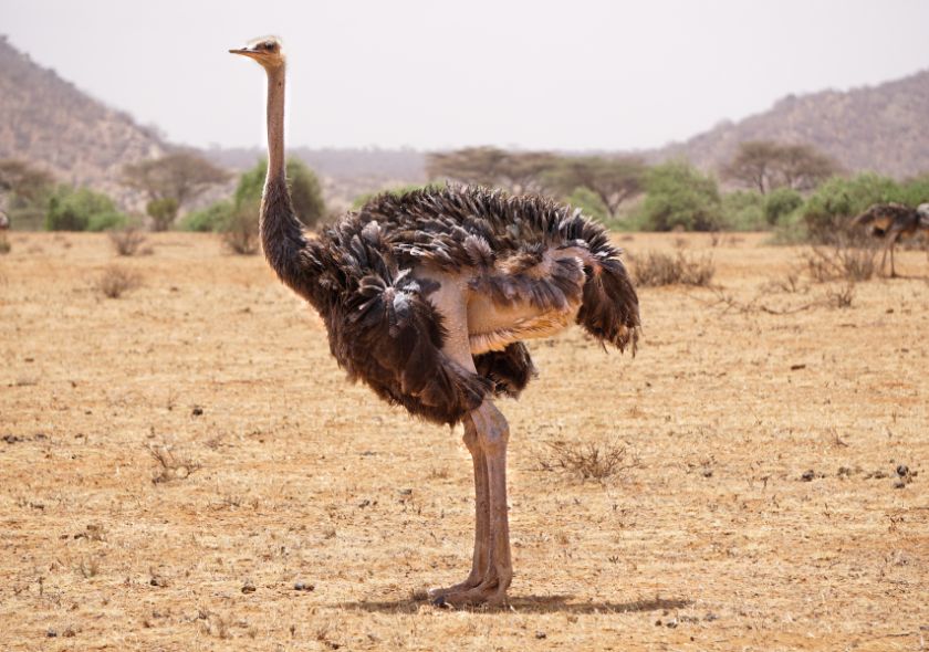 Struzzo Samburu