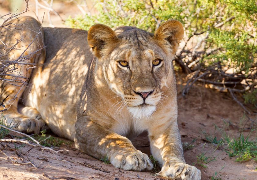 Leone Samburu