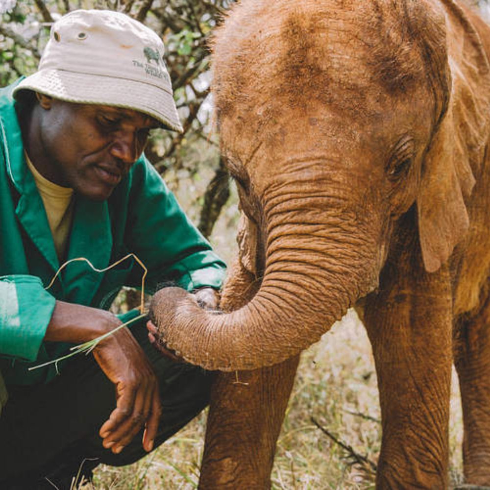 David Sheldrick wildlife trust
