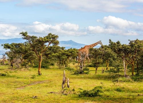Che tempo fa in Kenya a luglio?