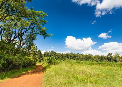 La foresta di Karura