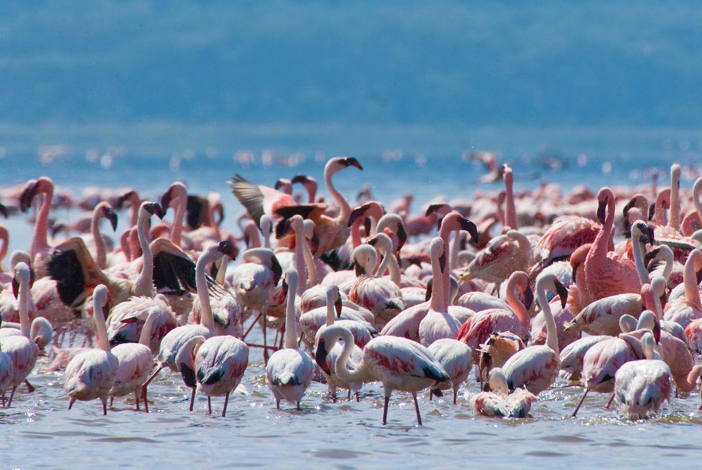 Lago Nakuru