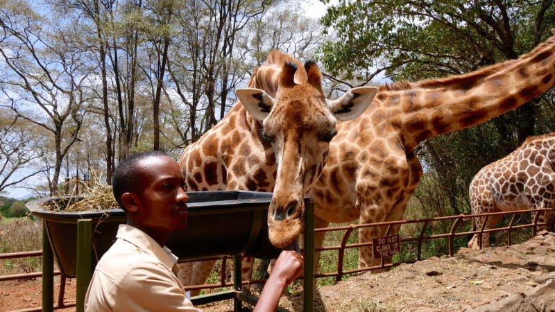 Visita del Giraffe Center di Langata