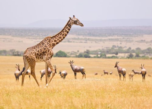Quali animali ad Amboseli?