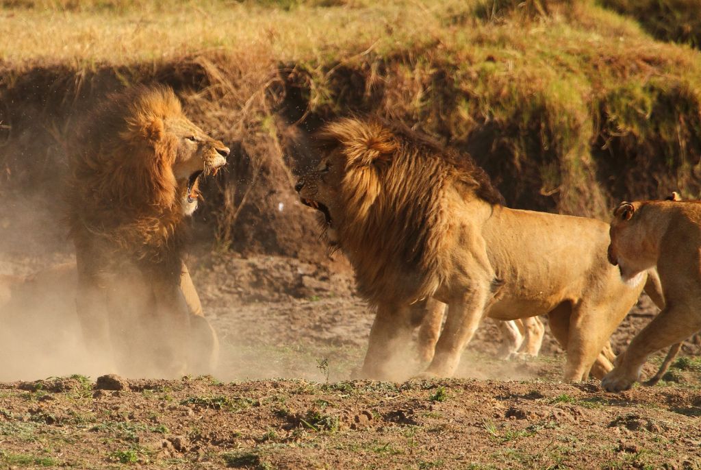 Leone Parco Masai Mara