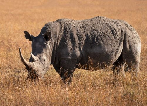 Dove vedere i rinoceronti in Kenya?
