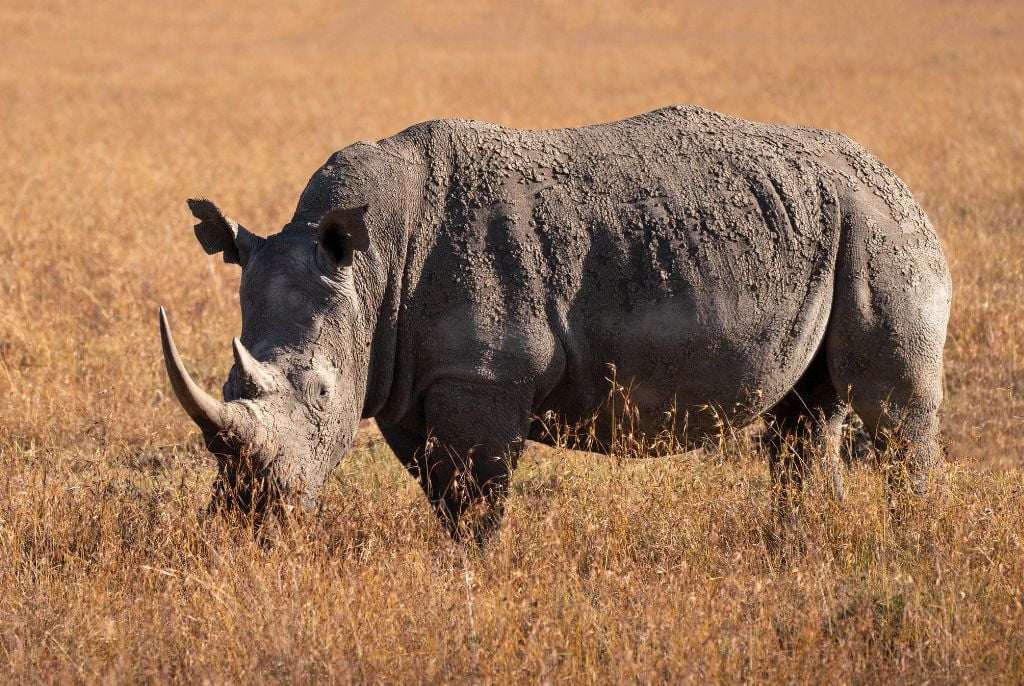Rhinoceros Ol Pejeta