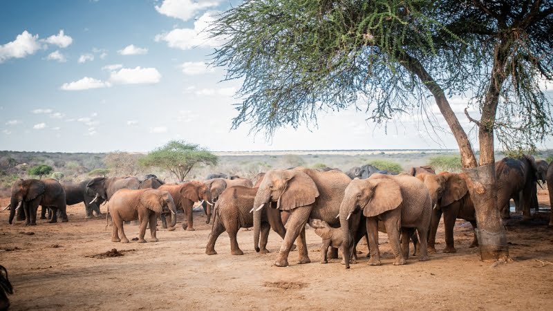 Orfanotrofio degli elefanti di Daphne Sheldrick