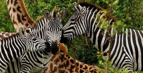 Zebra